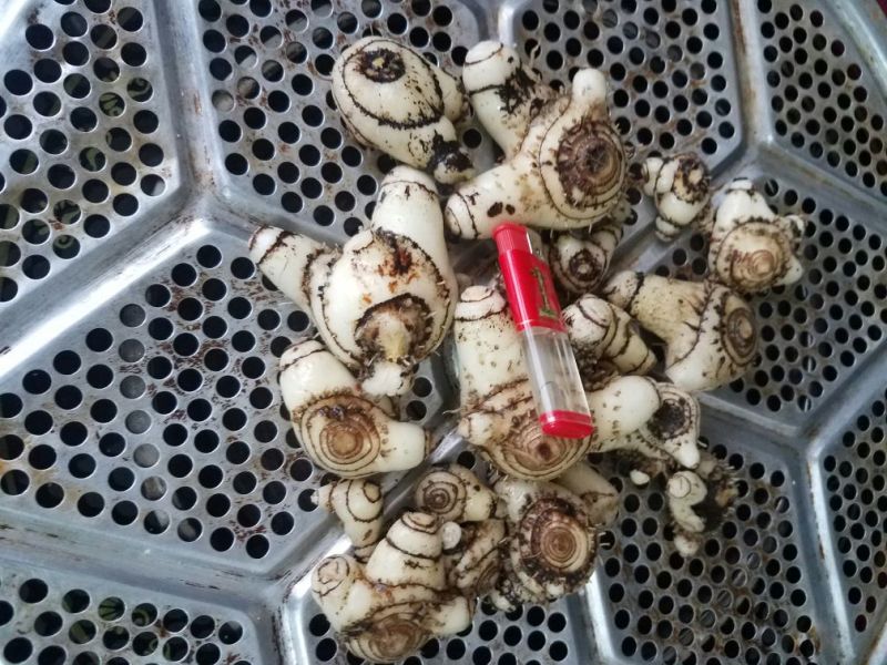 三叉白芨通货鲜货
