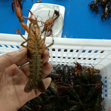 克氏原螯虾稻田套养6-8钱（30-40克）食用活虾