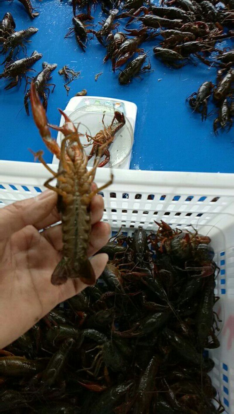 克氏原螯虾稻田套养6-8钱（30-40克）食用活虾