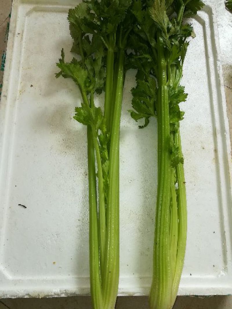 精品玻璃翠西芹，欢迎各地菜商前来选购交通便利，长期合作