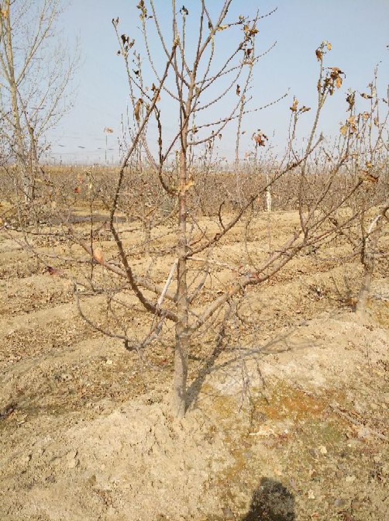 苹果树6~8cm4~6cm高度1.5~2米