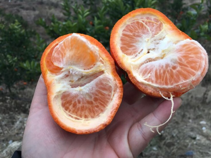 广西柑桔-默科特柑橘4~4.5cm大量现货欢迎采购