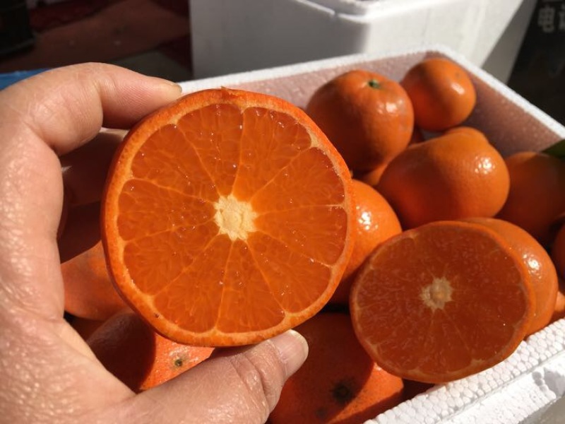 广西柑桔-默科特柑橘4~4.5cm大量现货欢迎采购