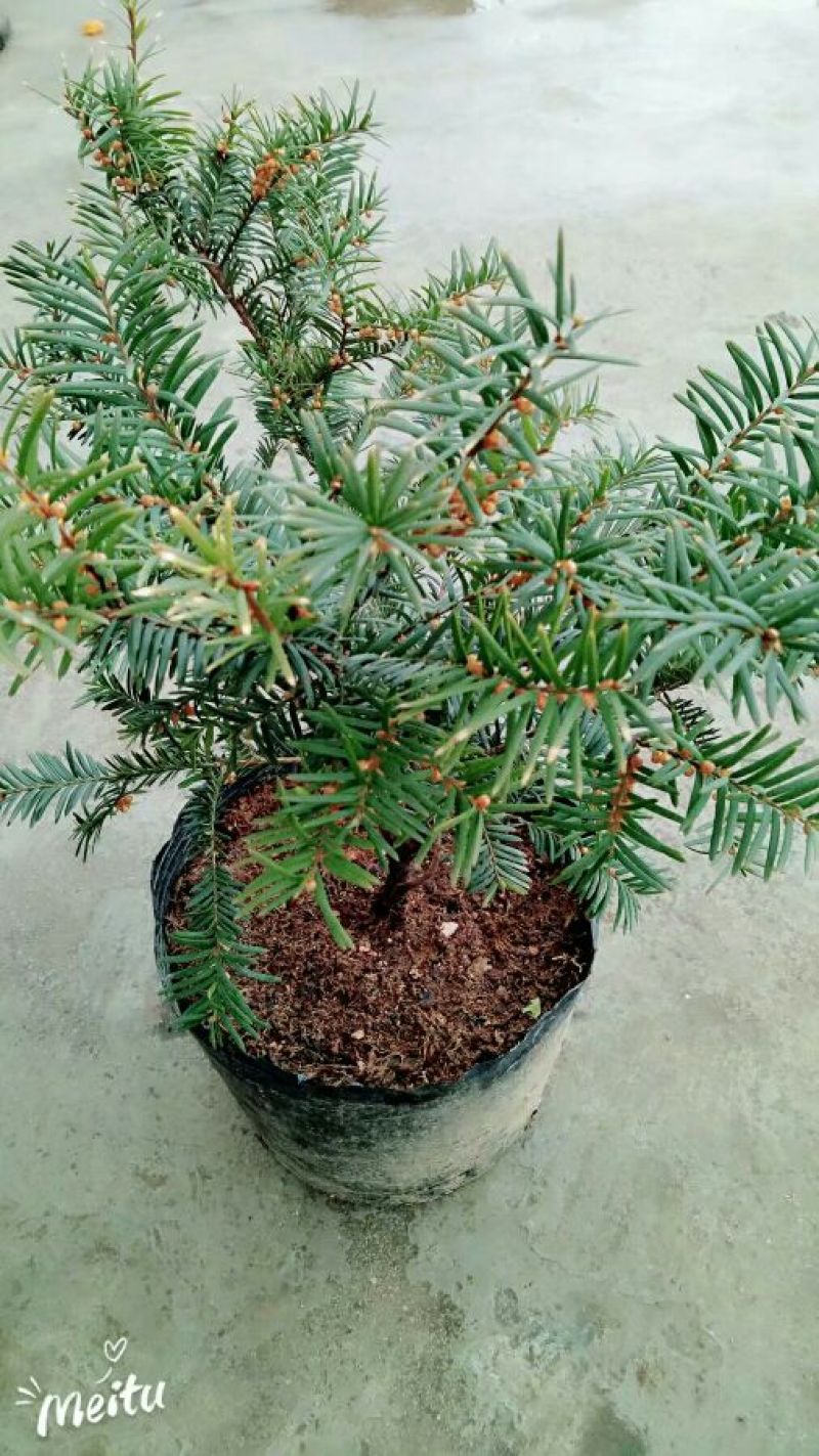 曼地亚红豆杉2~4cm4cm以下1.5~2米