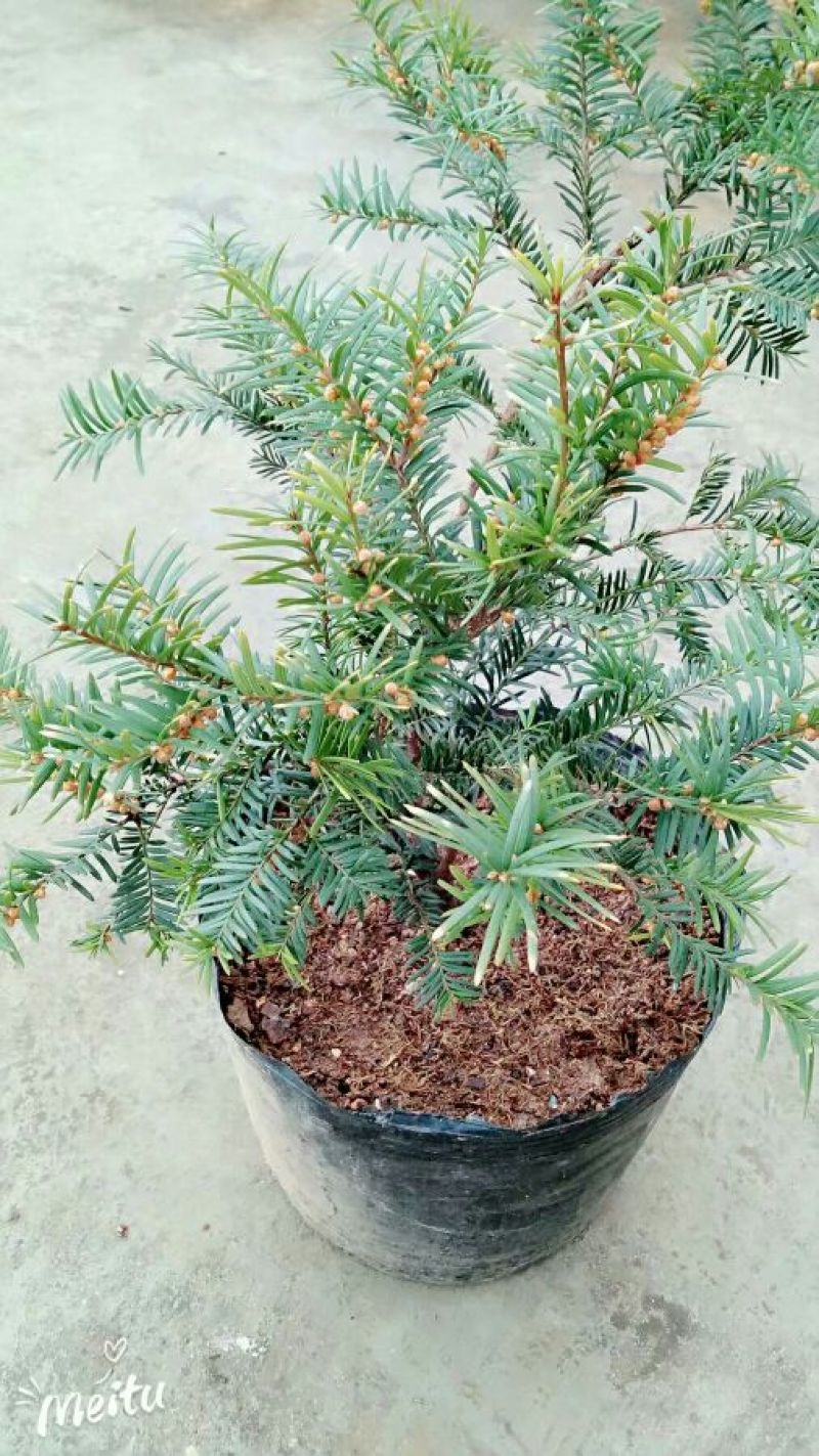 曼地亚红豆杉2~4cm4cm以下1.5~2米