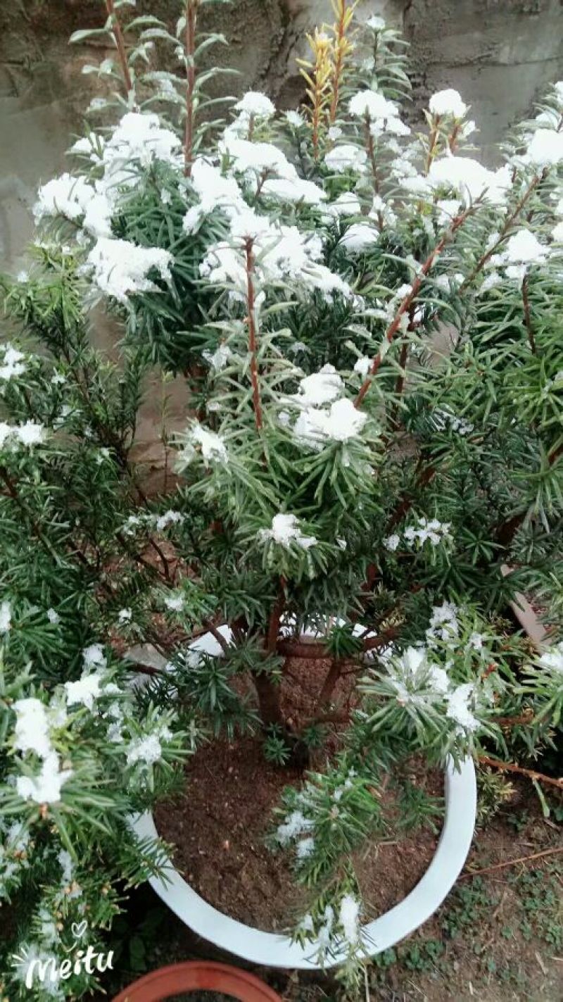 曼地亚红豆杉2~4cm4cm以下1.5~2米