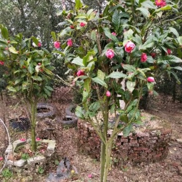 金花茶树苗80~100cm