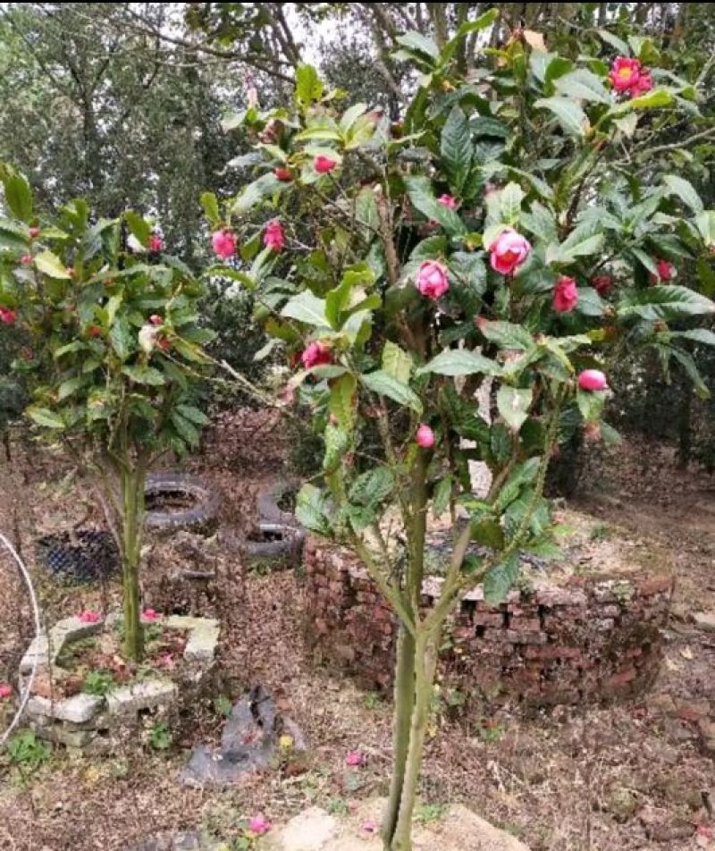 金花茶树苗80~100cm