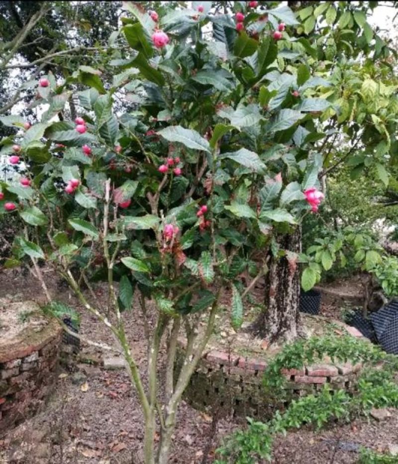 金花茶树苗80~100cm