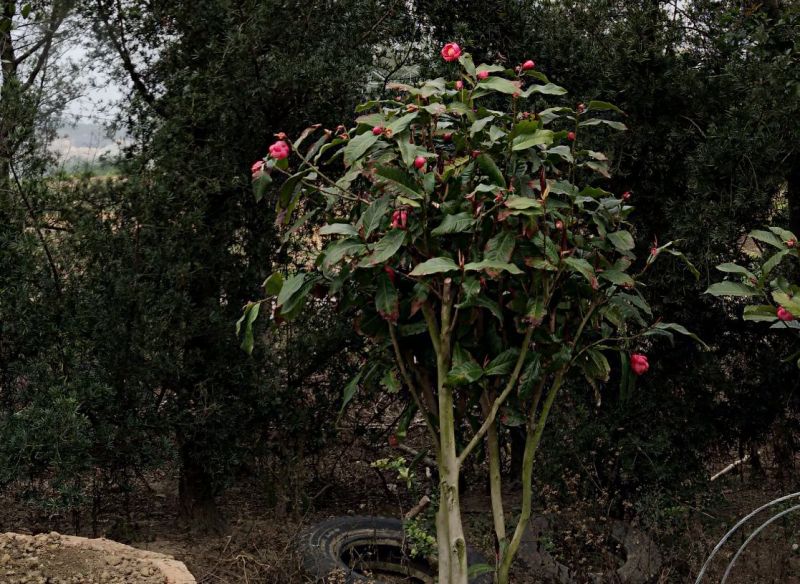 金花茶树苗80~100cm