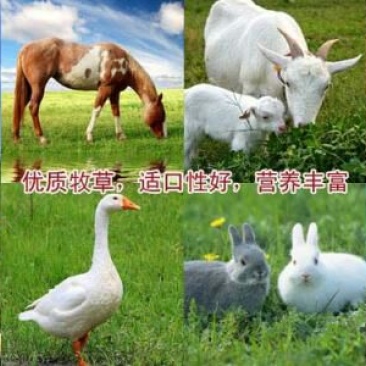 多年生黑麦草种子95%以上