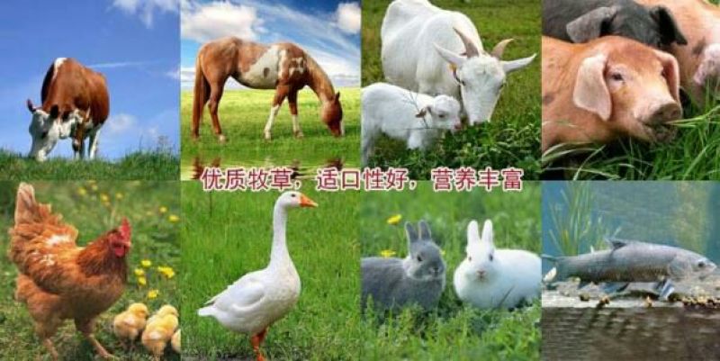 多年生黑麦草种子95%以上