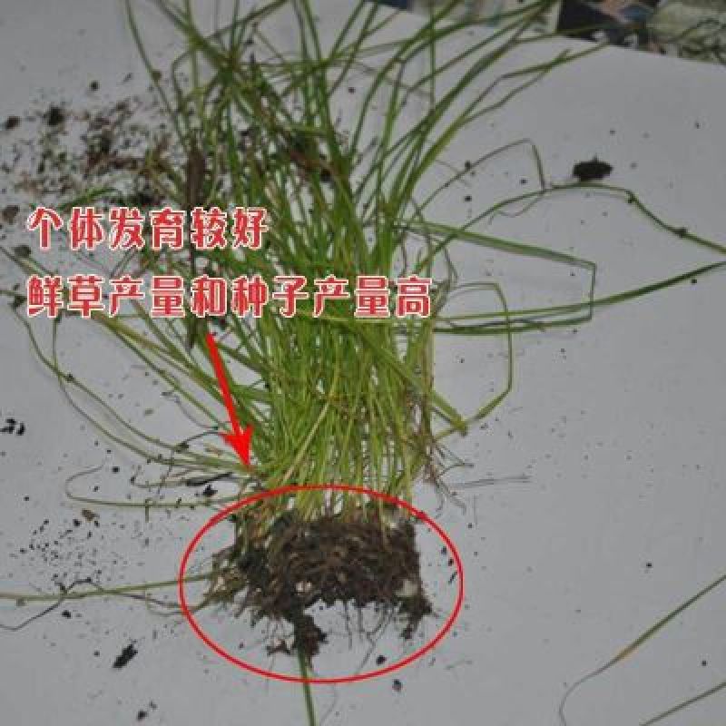 多年生黑麦草种子95%以上