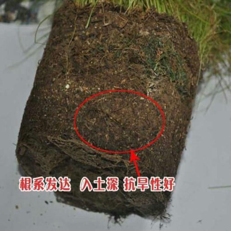 多年生黑麦草种子95%以上
