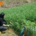 多年生黑麦草种子95%以上