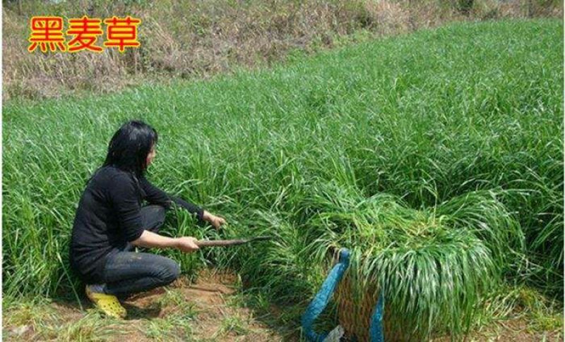 多年生黑麦草种子95%以上