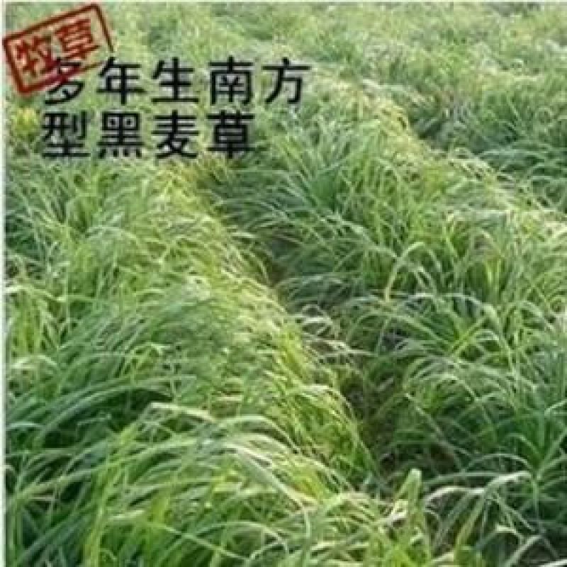 多年生黑麦草种子95%以上