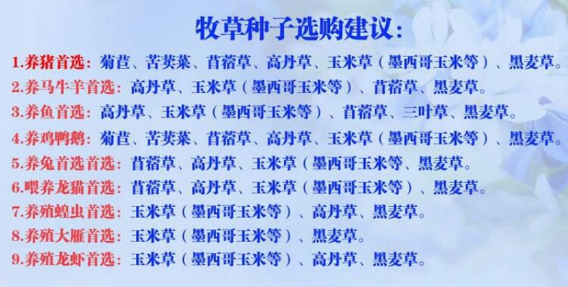 多年生黑麦草种子95%以上