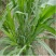 多年生黑麦草种子95%以上