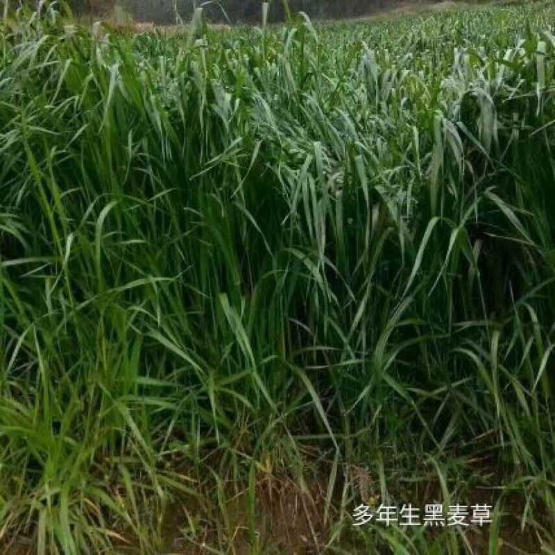 多年生黑麦草种子95%以上