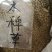 多年生黑麦草种子95%以上