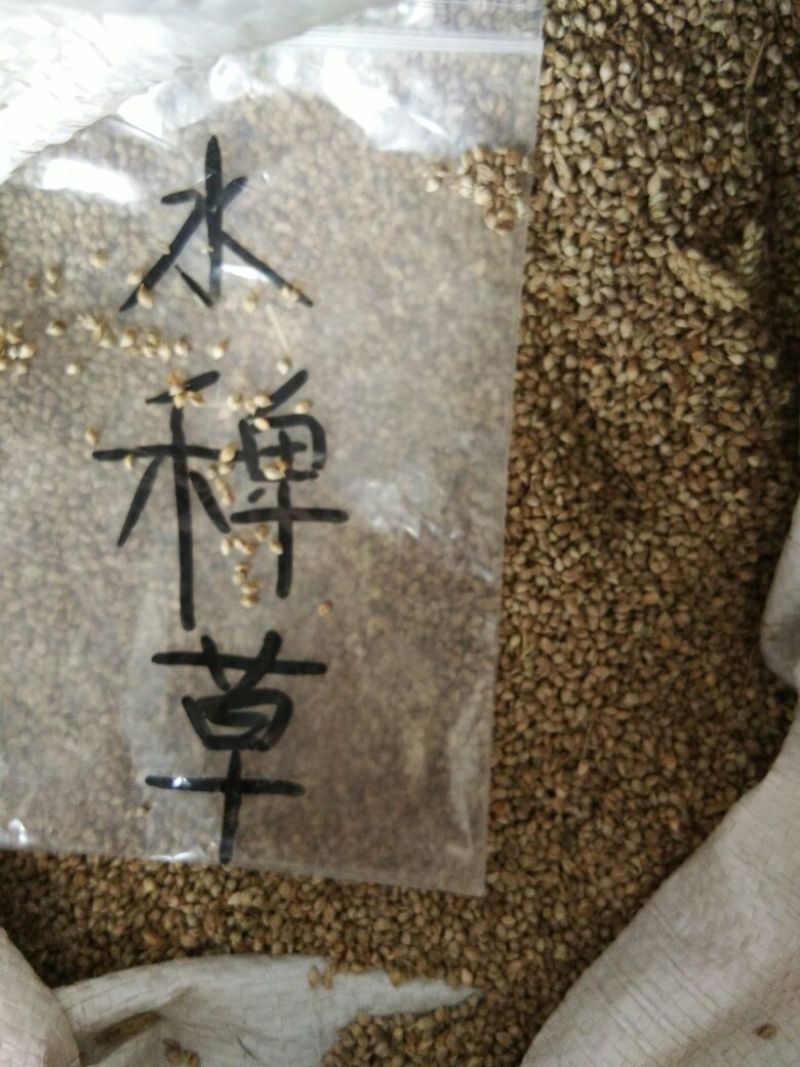 多年生黑麦草种子95%以上