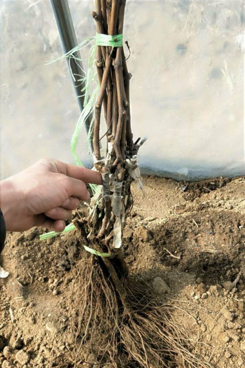 夏黑葡萄苗50~80cm1年保纯度保质保真
