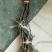 夏黑葡萄苗50~80cm1年保纯度保质保真