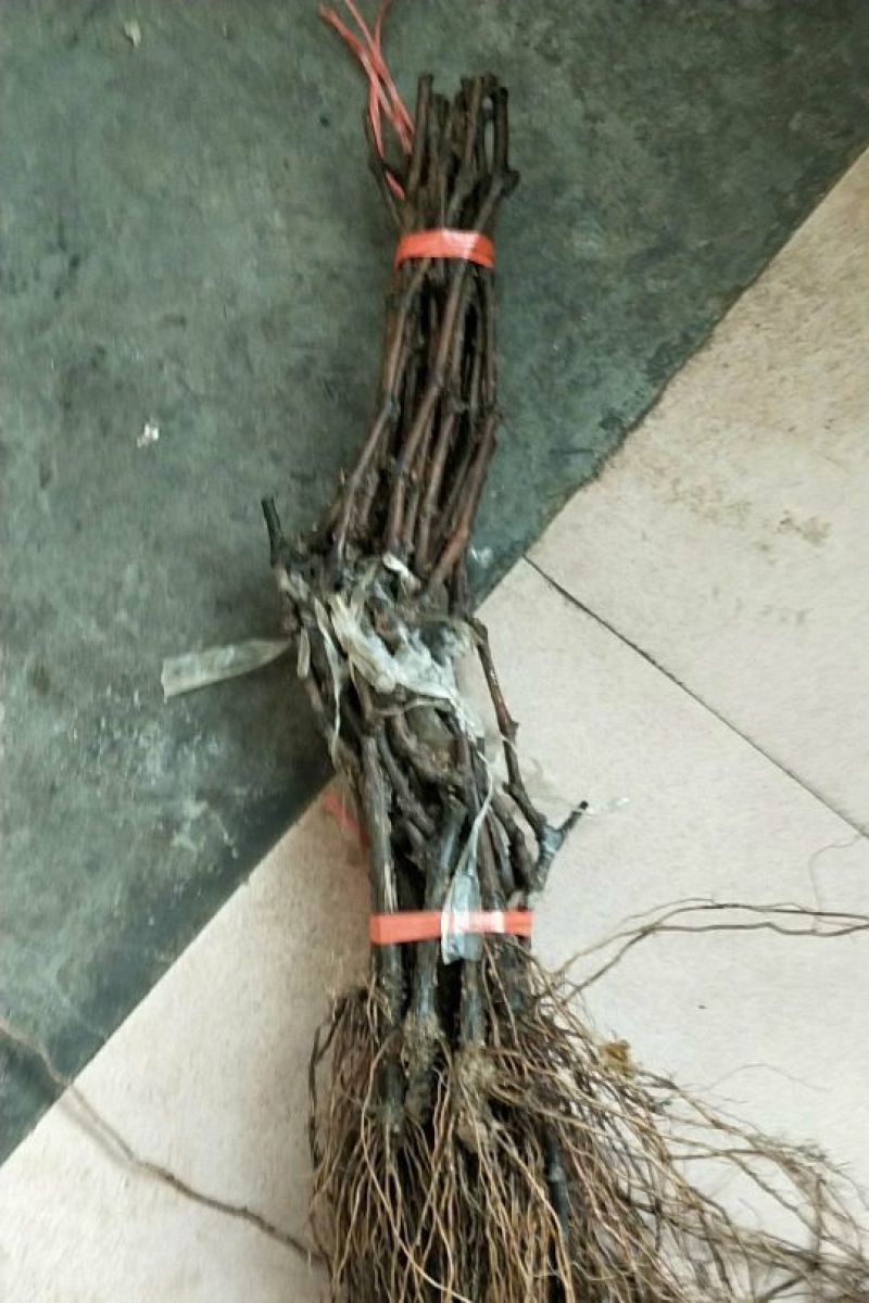 夏黑葡萄苗50~80cm1年保纯度保质保真