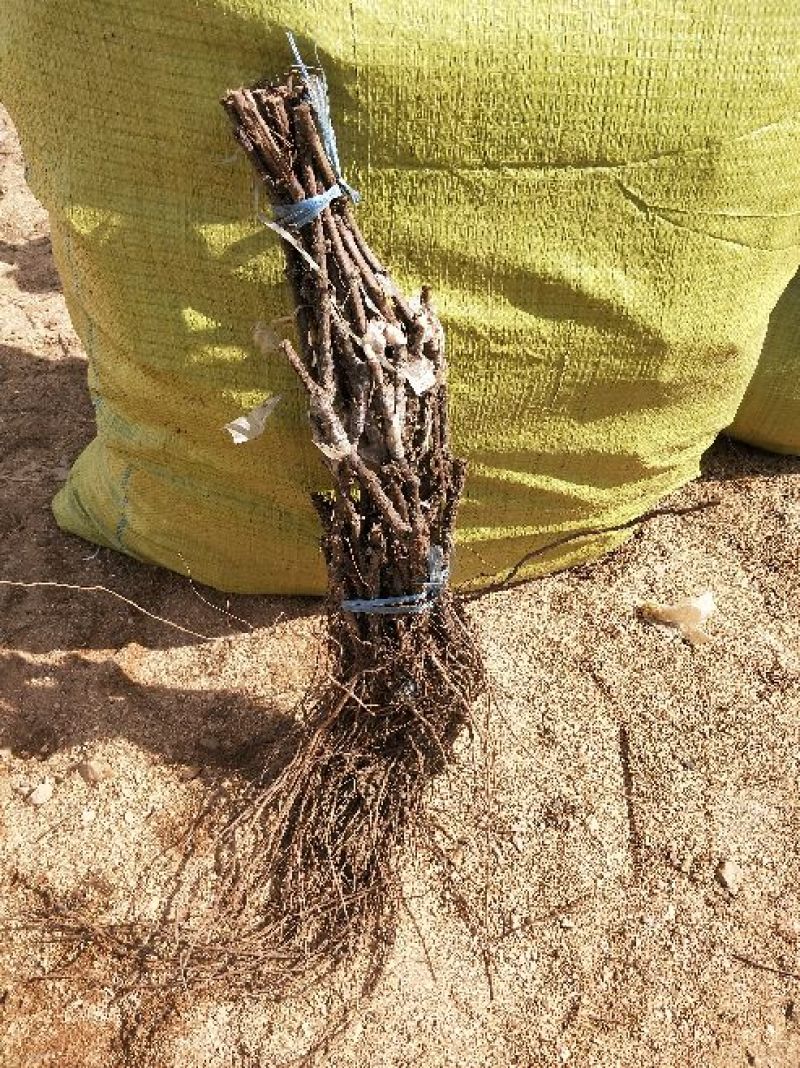 夏黑葡萄苗50~80cm1年保纯度保质保真