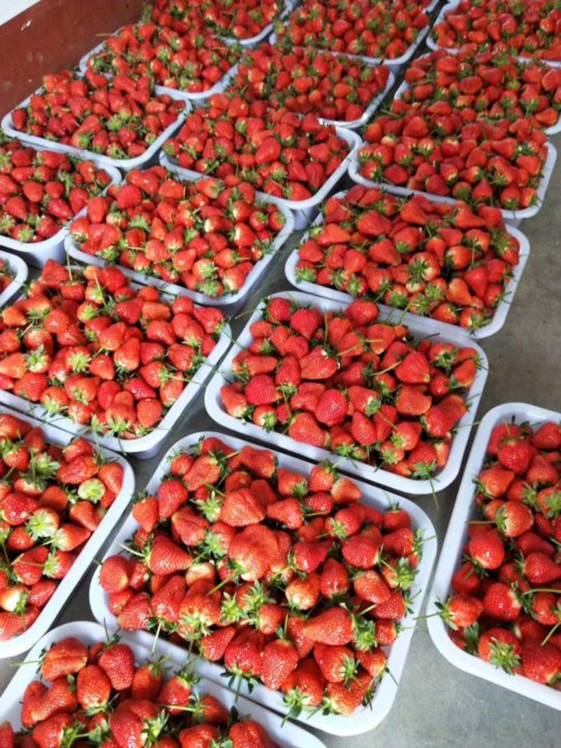 法兰蒂草莓20~30克