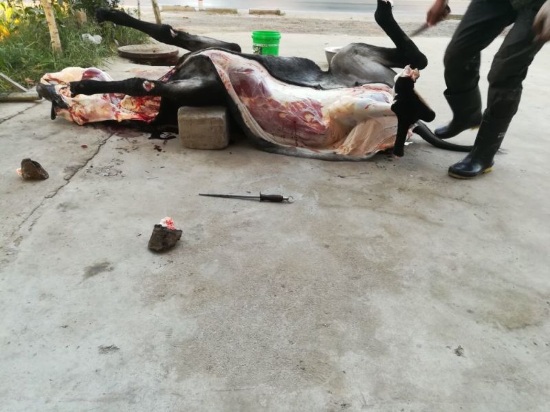 驴肉鲜货