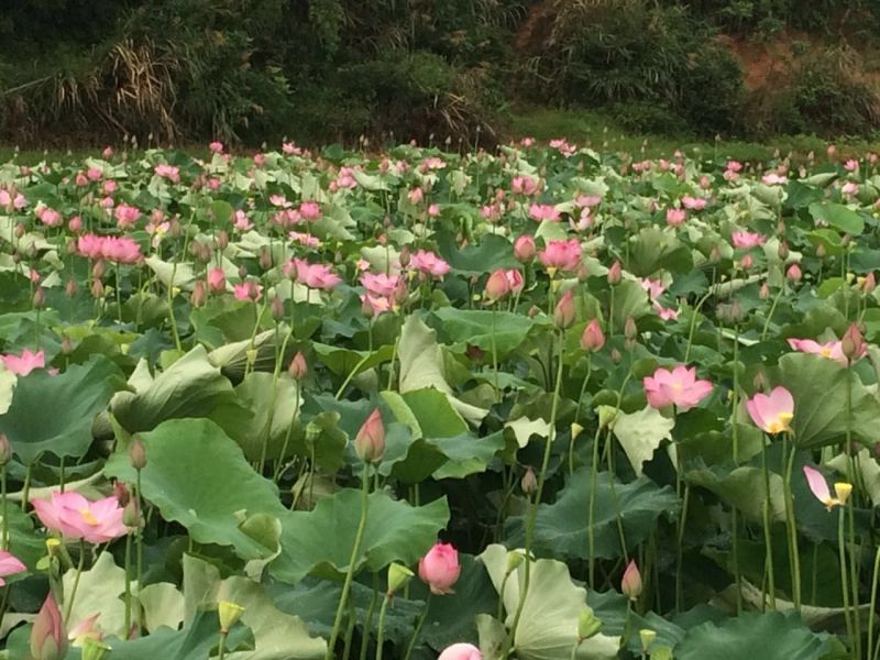 藕种水果莲子苗，本品种出产的莲子甜、爽、脆，口感好