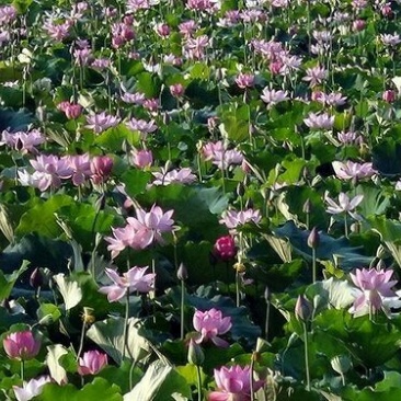 藕种水果莲子苗，本品种出产的莲子甜、爽、脆，口感好