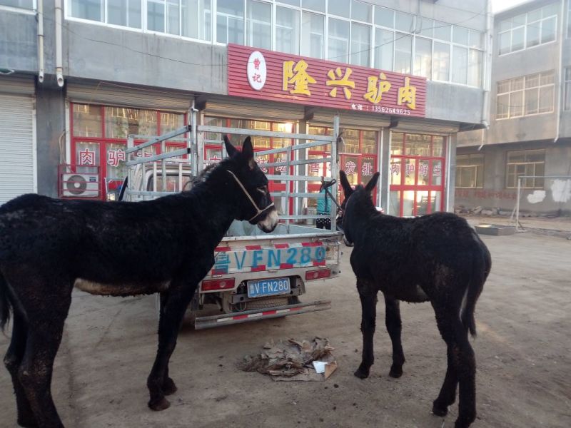 驴肉鲜货