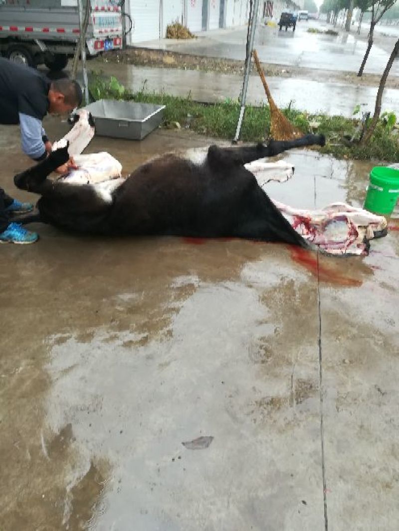 驴肉鲜货