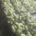 金煌芒15两以上
