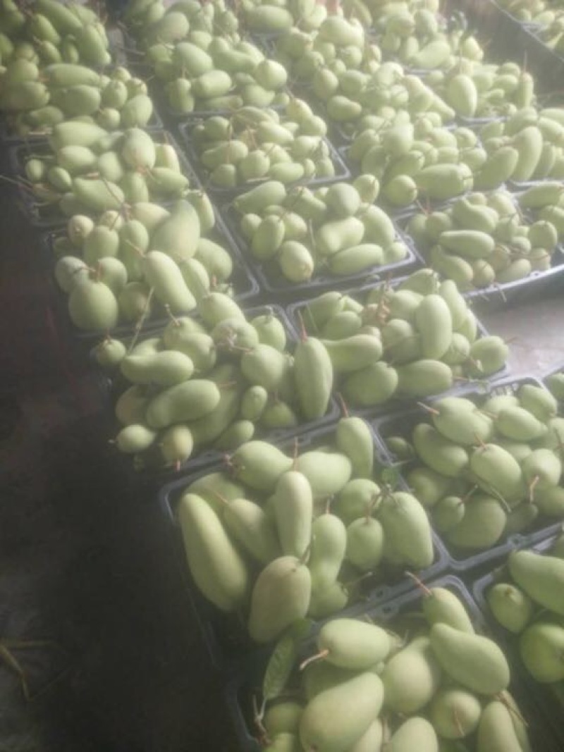 金煌芒15两以上