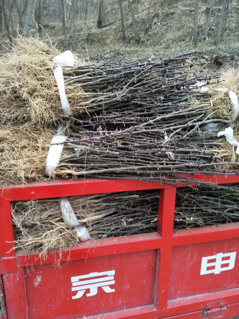 大红袍花椒苗0.5~1年