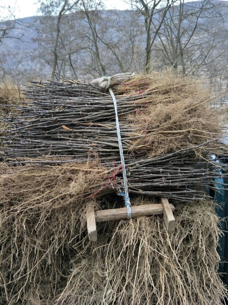 大红袍花椒苗0.5~1年