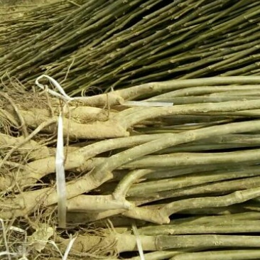 核桃苗1~2年100~150cm大量出售