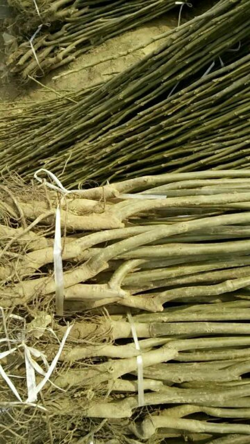 核桃苗1~2年100~150cm大量出售