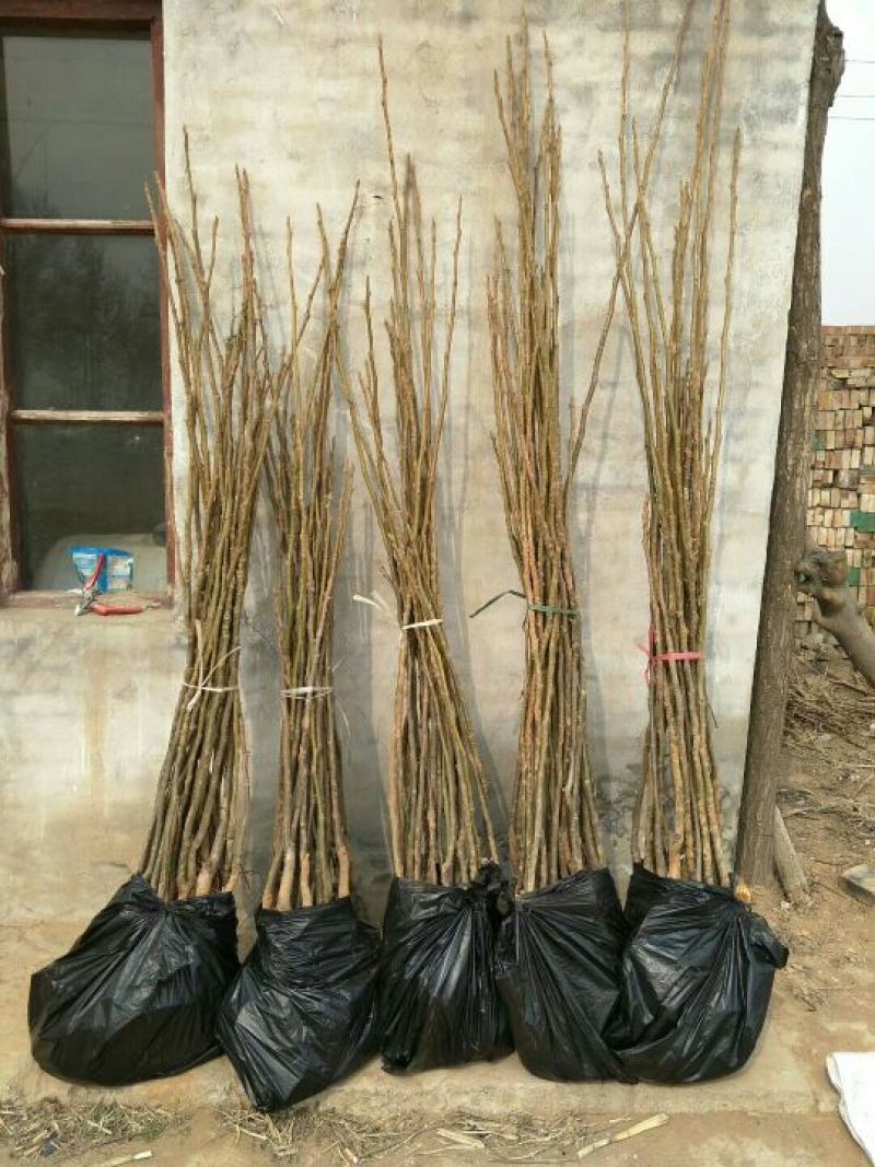 核桃苗1~2年100~150cm大量出售
