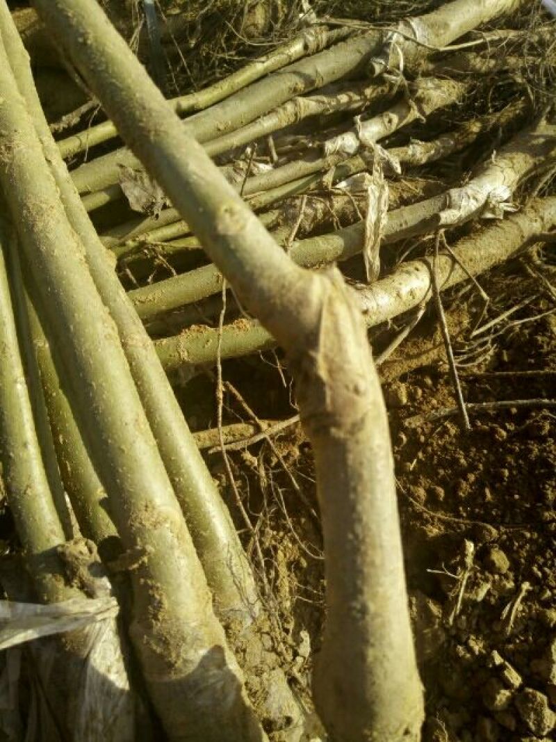 核桃苗1~2年100~150cm大量出售
