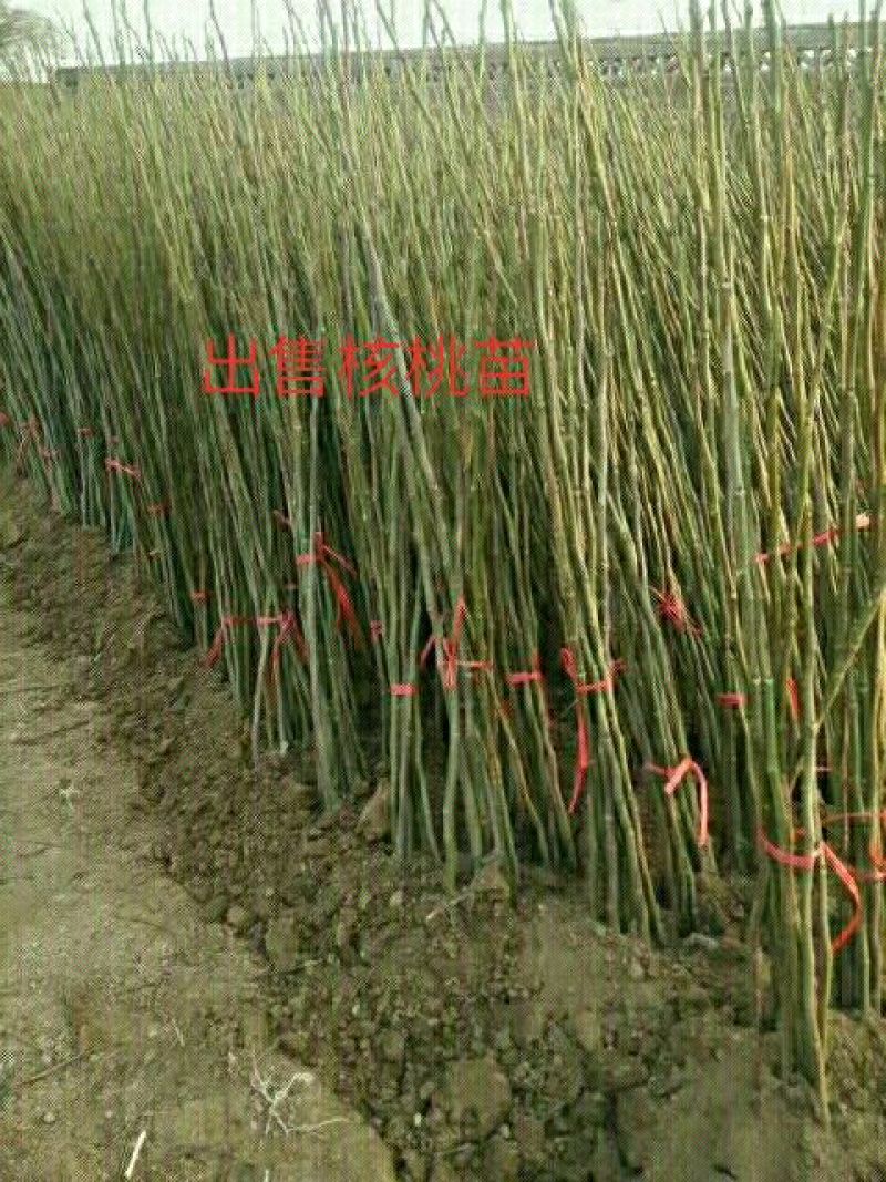 核桃苗1~2年100~150cm大量出售
