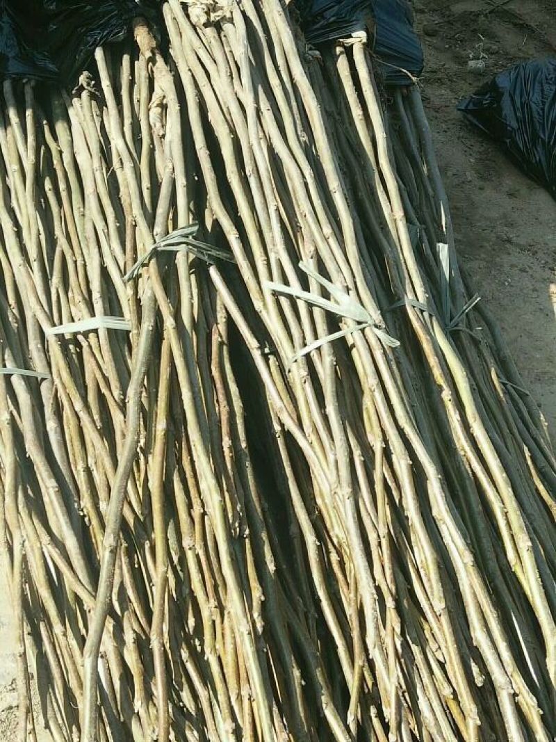 核桃苗1~2年100~150cm大量出售