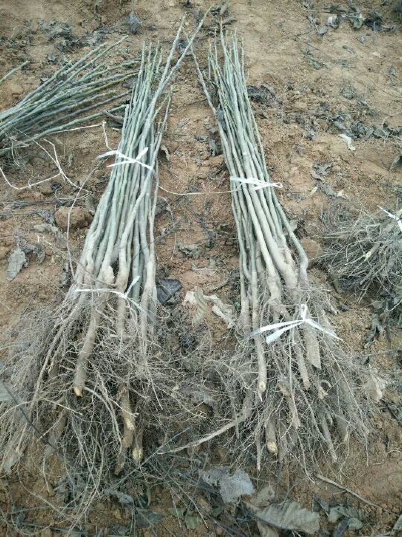 核桃苗1~2年100~150cm大量出售