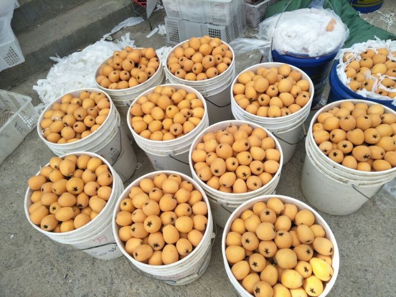云南蒙自鲜鲜水果枇杷