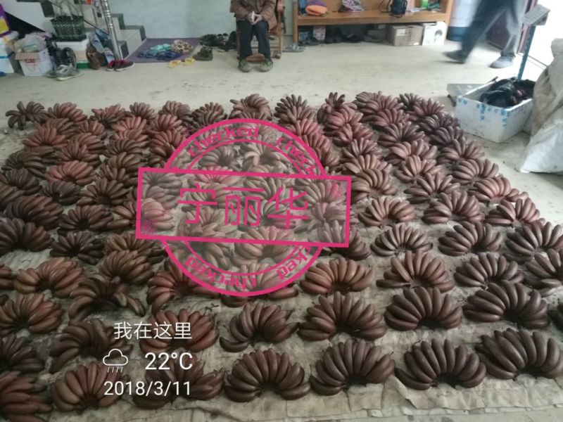 【聚便宜】红香蕉产地直发一级精品5斤净果)包邮一件代发