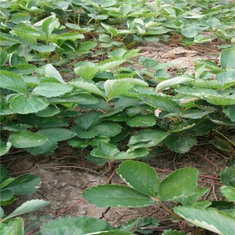 草莓苗40~50cm